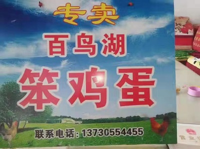大量出售绿色养殖纯笨鸡蛋 