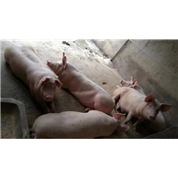 隆牧养殖场供应生猪 肉羊 