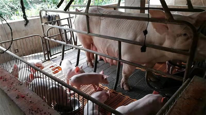 隆牧出售肉羊 