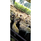肉羊 