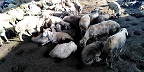 红丰肉羊养殖面向全国出售 