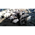 红丰肉羊养殖面向全国出售