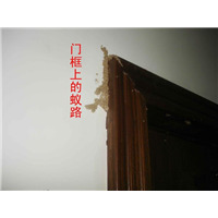 晋江东石白蚁防治联系电话多少