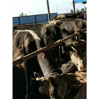 成安县俊奎肉牛养殖 