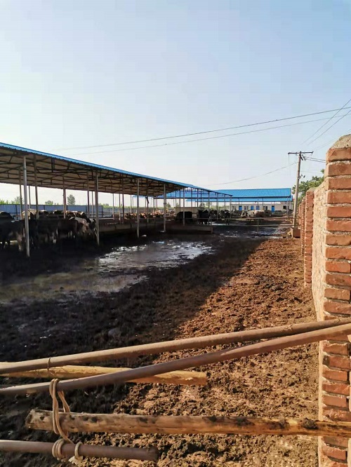 俊奎养殖场大量养殖肉牛 