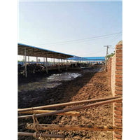 俊奎养殖场大量养殖肉牛