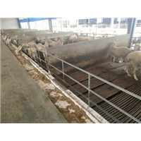 大量供应优质肉羊，价格优惠 
