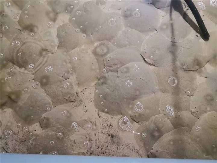 多宝鱼 