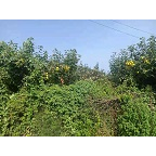 梨树种植出售大量水果梨