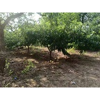 出售鸭梨 