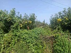 梨树种植出售大量水果梨 