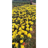河北菊花
