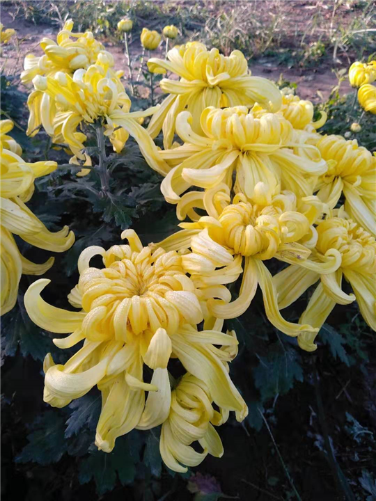 河北菊花