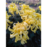 河北菊花