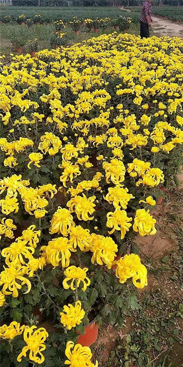 河北菊花