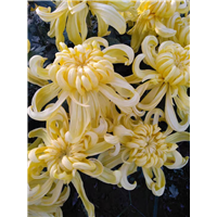 河北菊花