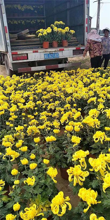 河北菊花