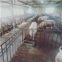 辛集市大量出售肉猪销售
