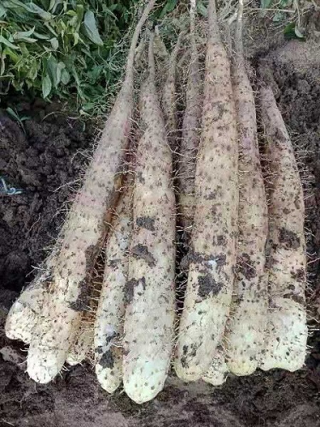 如何防治山东山药苗缺磷症的危害 