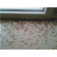 上饶灭蟑螂——野外露营如何防治蜱虫？ 