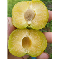 贵州蜂糖李