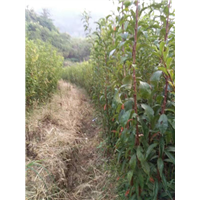 贵州蜂糖李