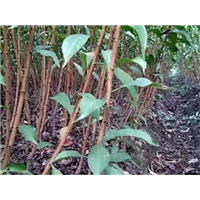 贵州蜂糖李