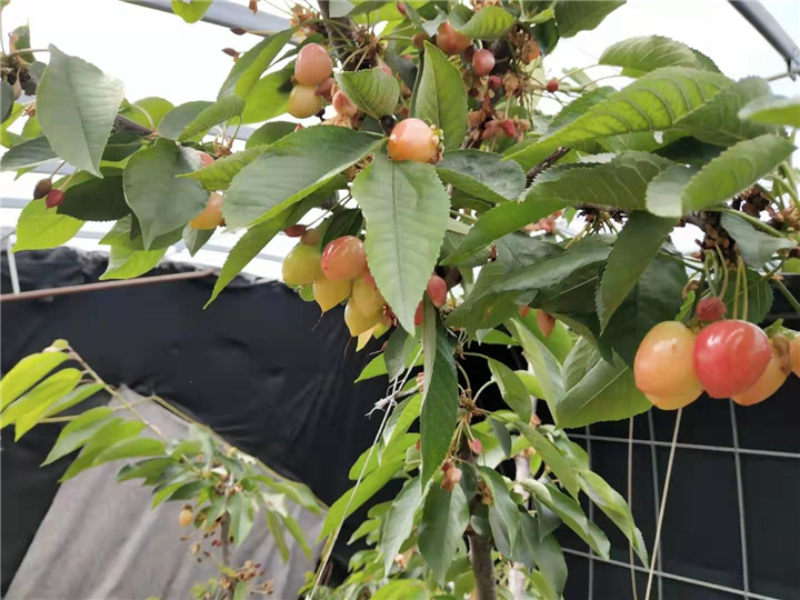 花卉 