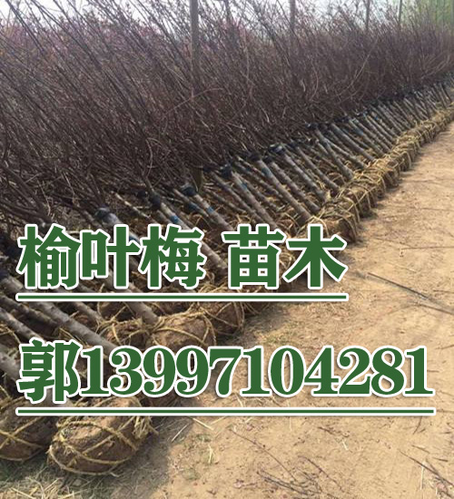 榆叶梅 