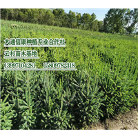 西藏云杉苗木供应 