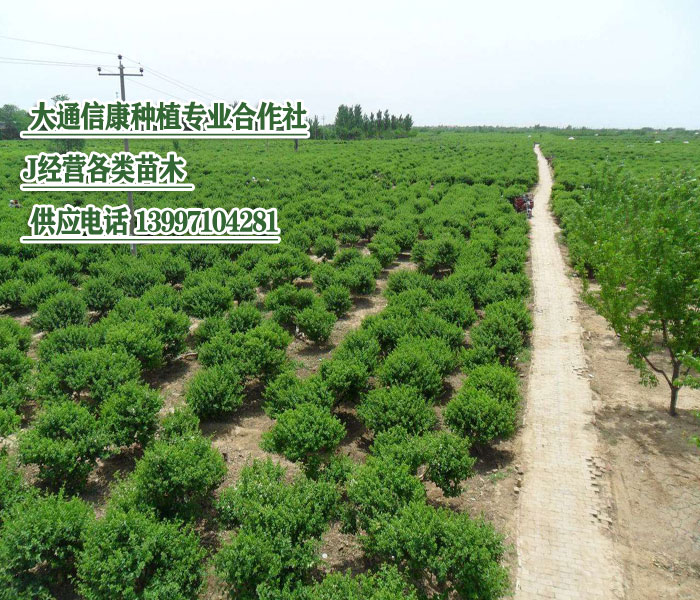 青海花灌木培育供应 