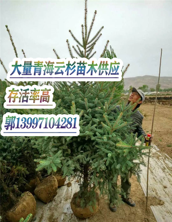 长期供应新疆云杉苗木 