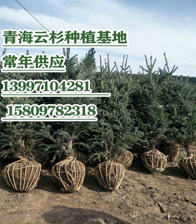 云杉苗木培育 