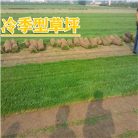冷季型草坪批发