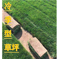 冷季型草坪