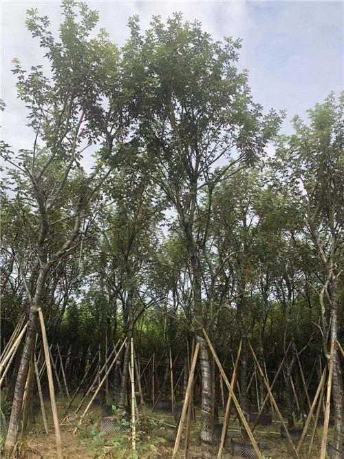 风铃木种植园