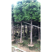 8公分香樟售价