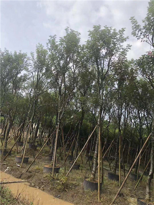 风铃木批发价格