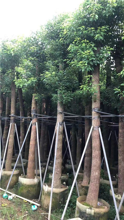 15公分香樟价格 