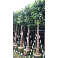 15公分香樟价格