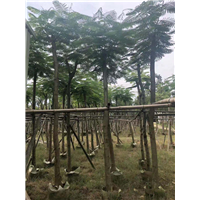 凤凰木批发价格