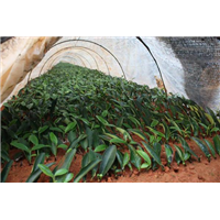 贵州茶苗种植规模