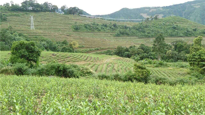 贵州茶苗批发电话 