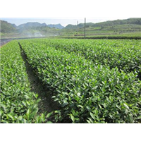 贵州茶苗栽培技术培训