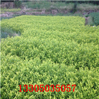 黄金芽