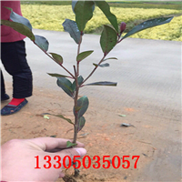 紫娟茶苗