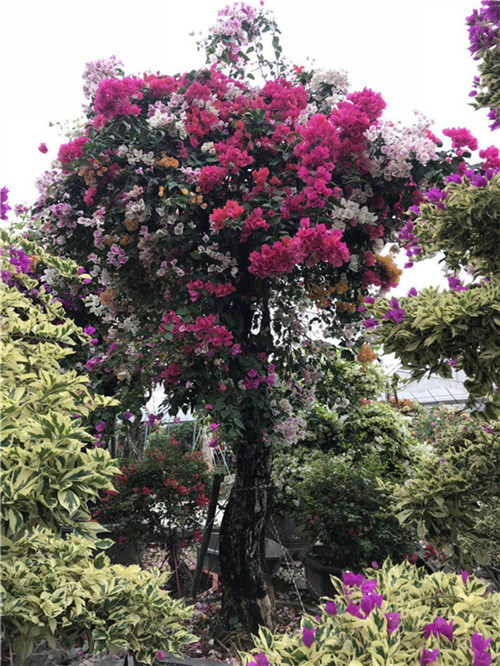 海南三角梅种植基地