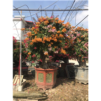 湖北三角梅种植园
