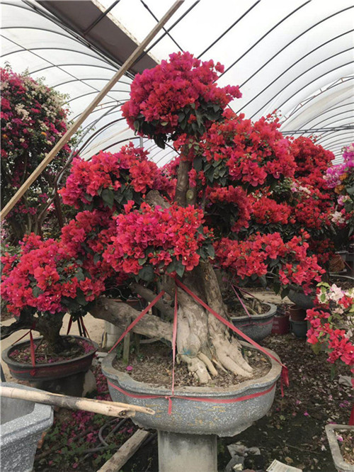 北京三角梅批发价格