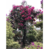 成都三角梅种植基地